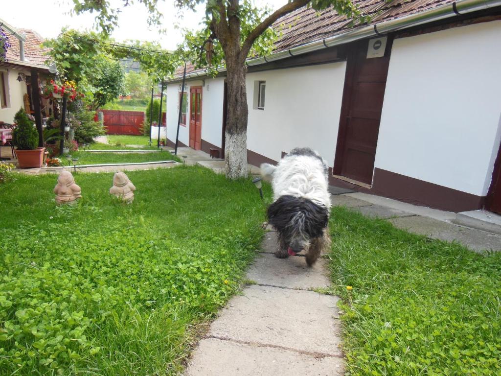 Pension Bassen Bazna Exterior foto